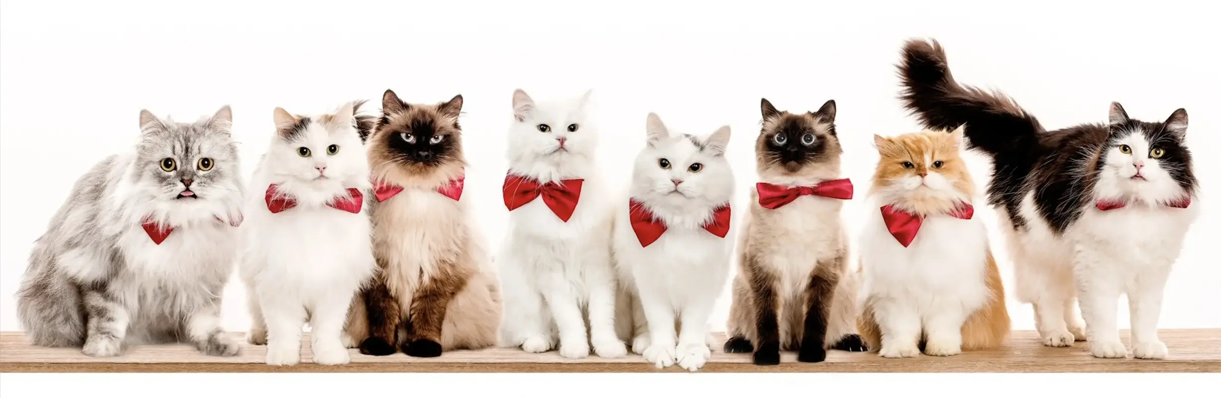Cat family