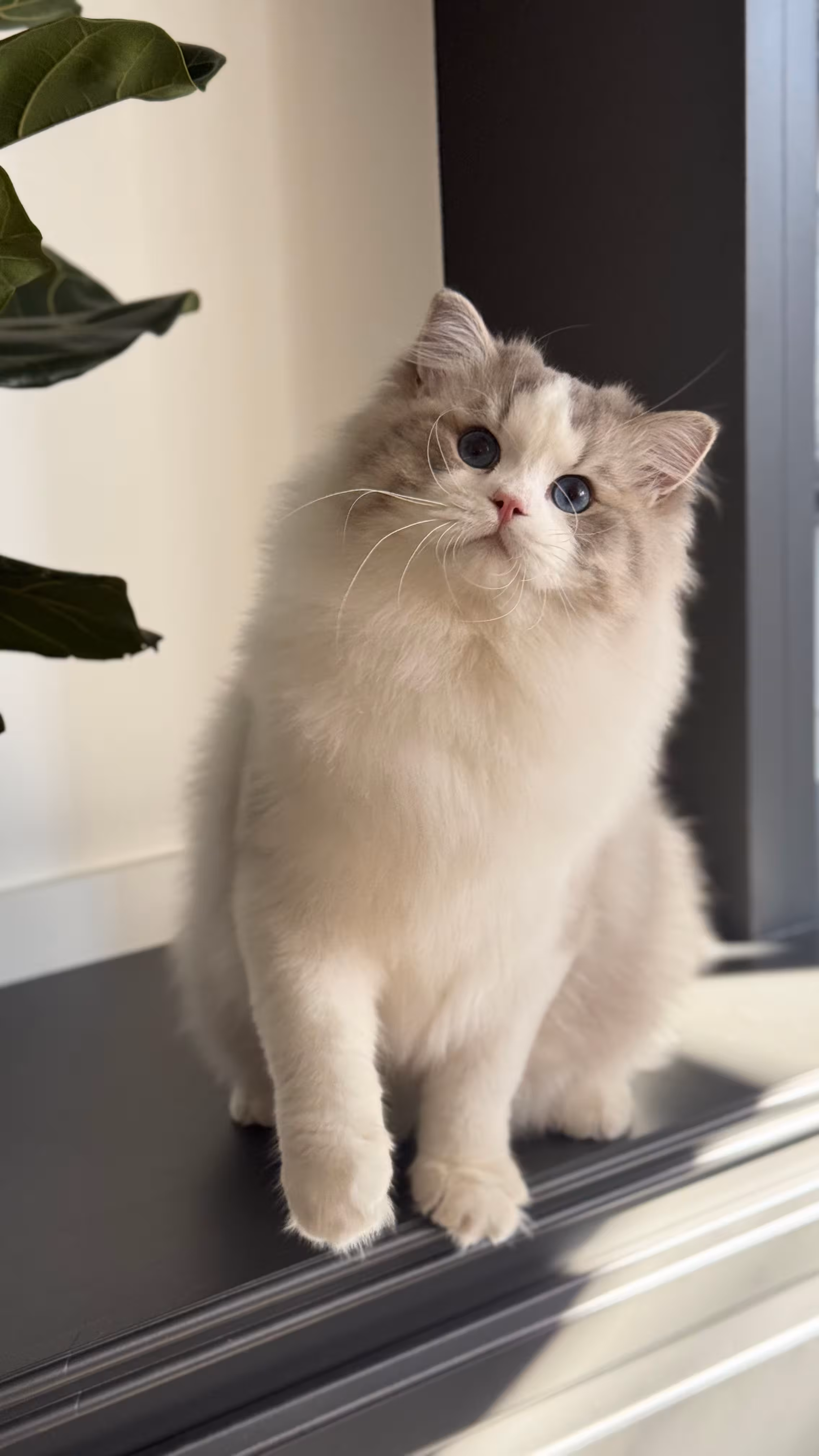 Our Ragdoll cat family